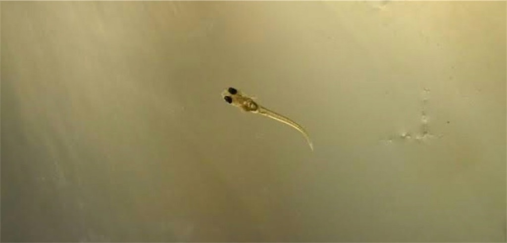 f:id:wazao_souren:20200916054226j:image