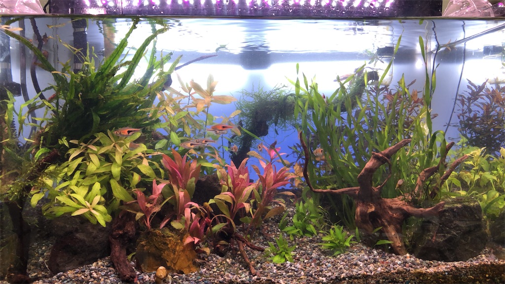 f:id:wazao_souren:20200919195055j:plain