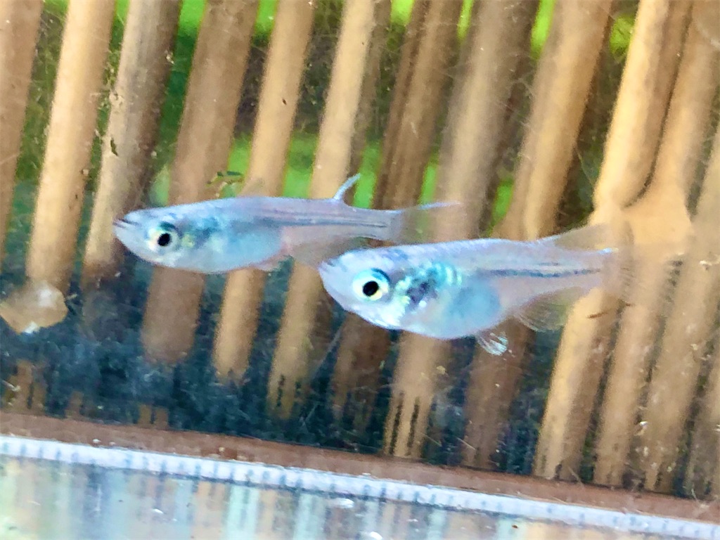 f:id:wazao_souren:20200930233939j:plain f:id:wazao_souren:20200930233939j:plain