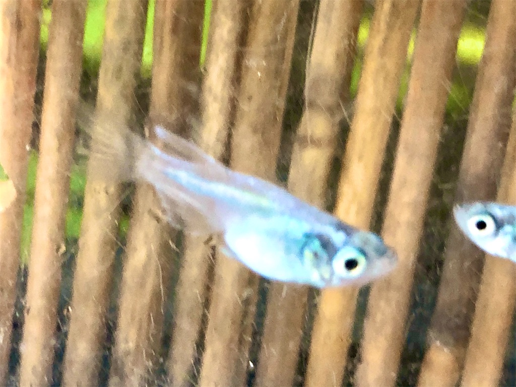 f:id:wazao_souren:20200930233943j:plain f:id:wazao_souren:20200930233943j:plain