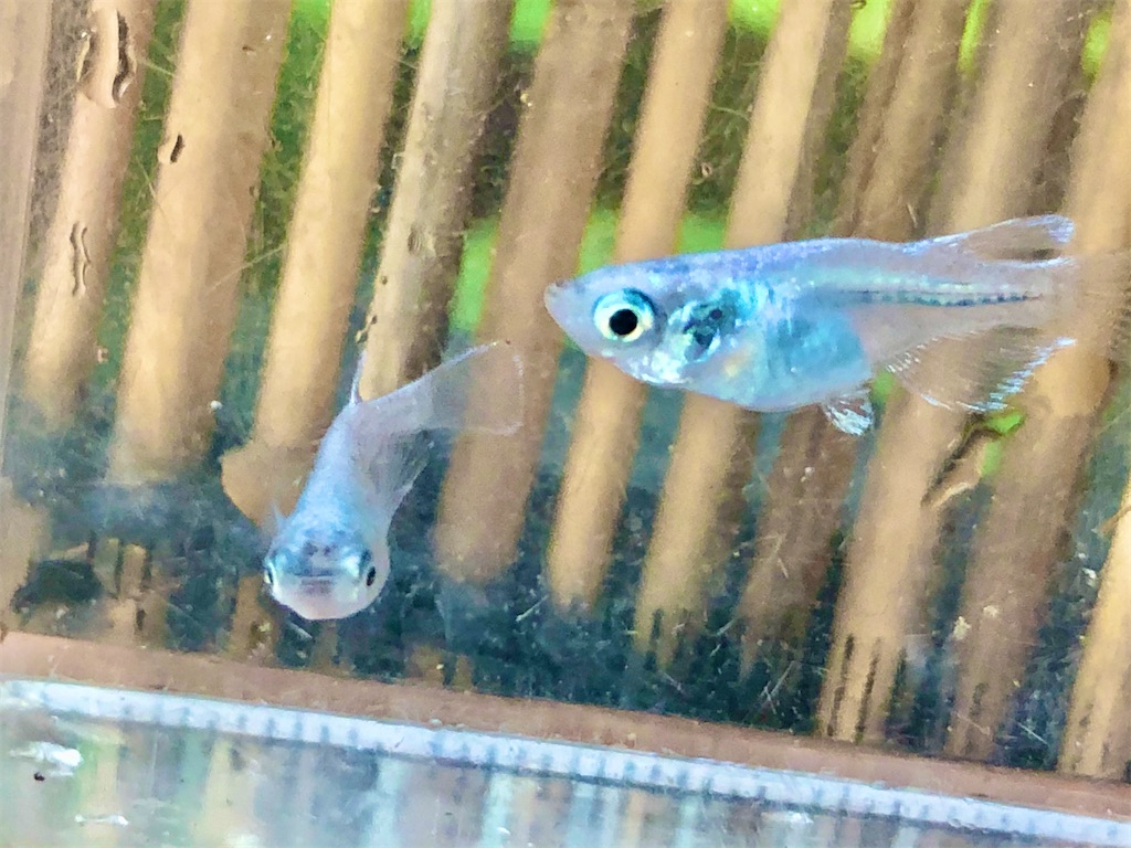 f:id:wazao_souren:20200930233947j:plain f:id:wazao_souren:20200930233947j:plain