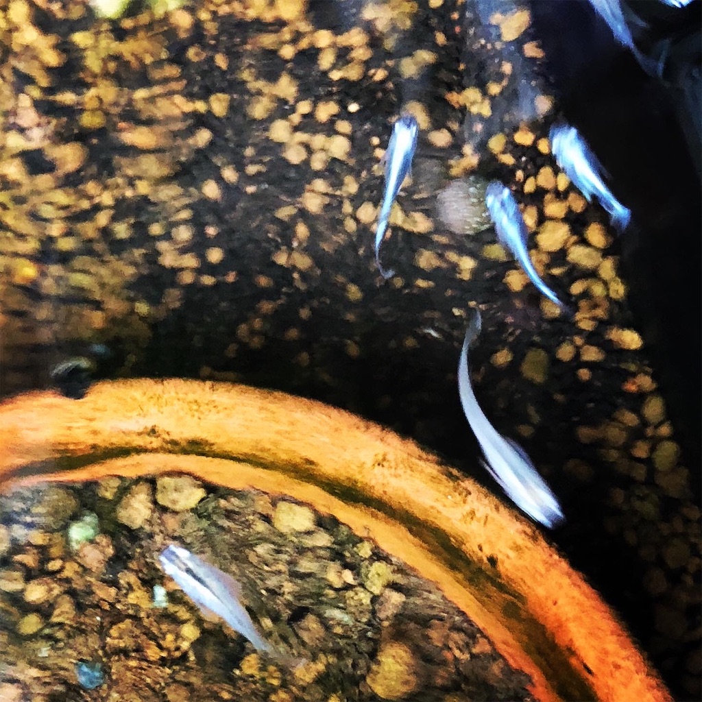 f:id:wazao_souren:20200930235041j:plain f:id:wazao_souren:20200930235041j:plain