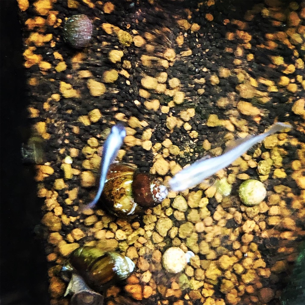 f:id:wazao_souren:20200930235045j:plain f:id:wazao_souren:20200930235045j:plain