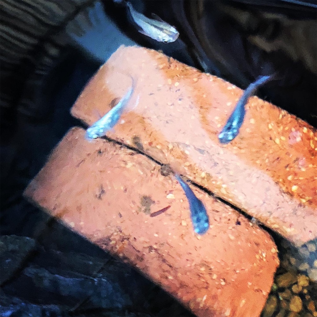 f:id:wazao_souren:20200930235903j:plain f:id:wazao_souren:20200930235903j:plain