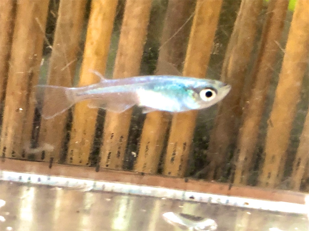 f:id:wazao_souren:20201005200921j:plain