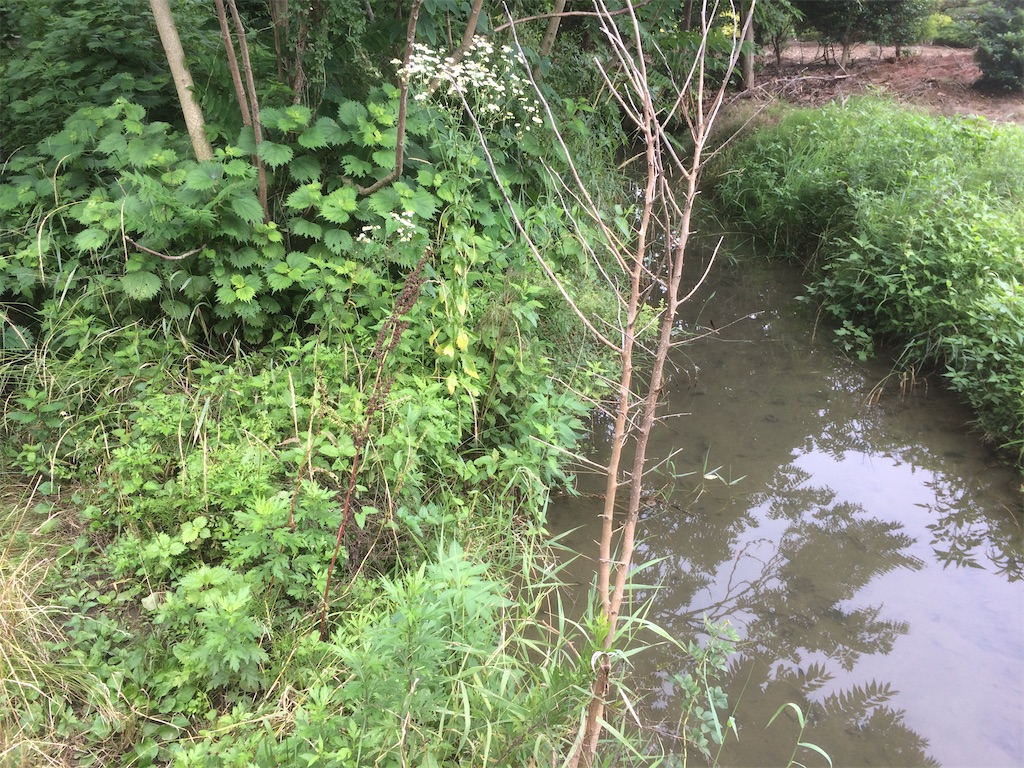 f:id:wazao_souren:20201005201535j:plain