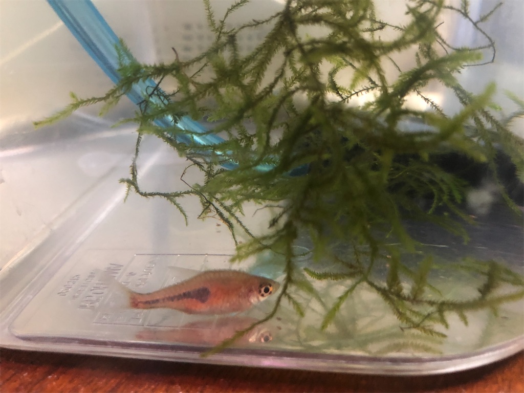 f:id:wazao_souren:20201009204943j:plain