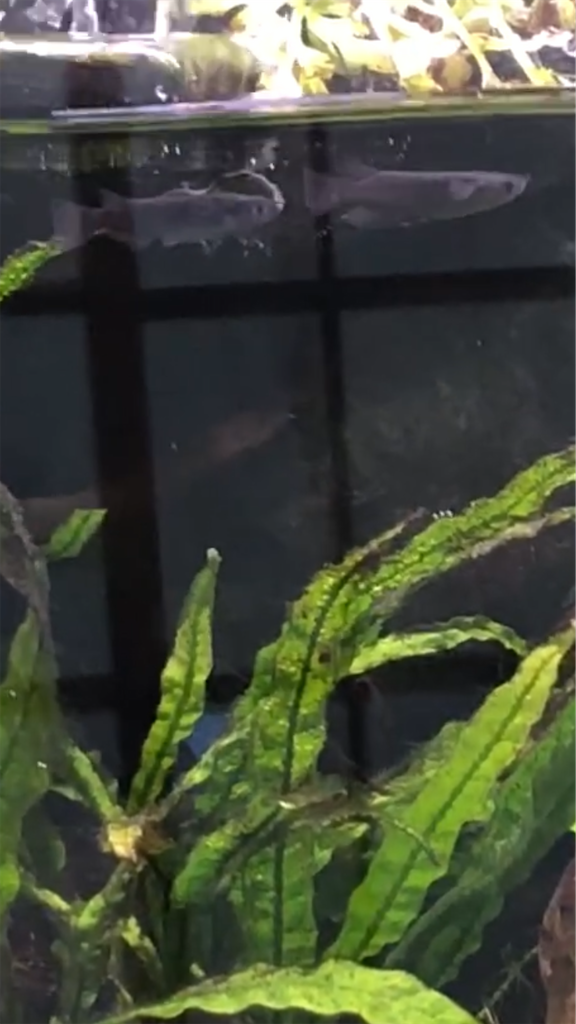 f:id:wazao_souren:20201012215840p:plain