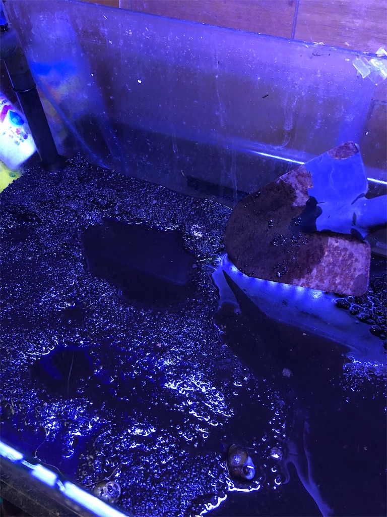 水槽リセット 赤玉土底面ろ過水槽立ち上げ ソイルはどうやって捨てる 癒される水の世界 アクアリウムやビオトープで日々の癒しの時間を 水槽リセット 赤玉土底面ろ過水槽立ち上げ ソイルはどうやって捨てる 癒される水の世界 アクアリウムやビオトープで日々の癒しの時間を