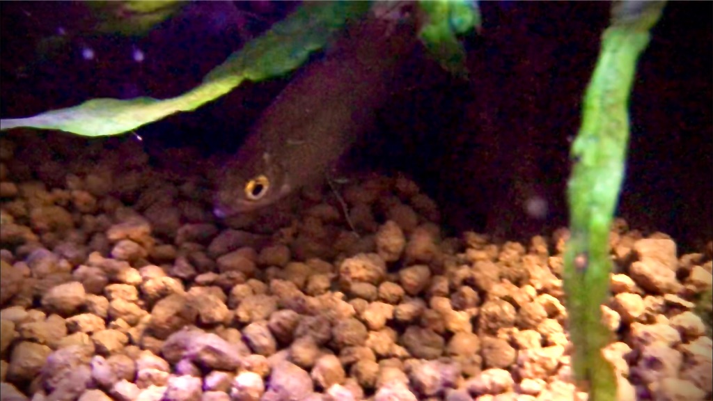 f:id:wazao_souren:20201016152258j:plain