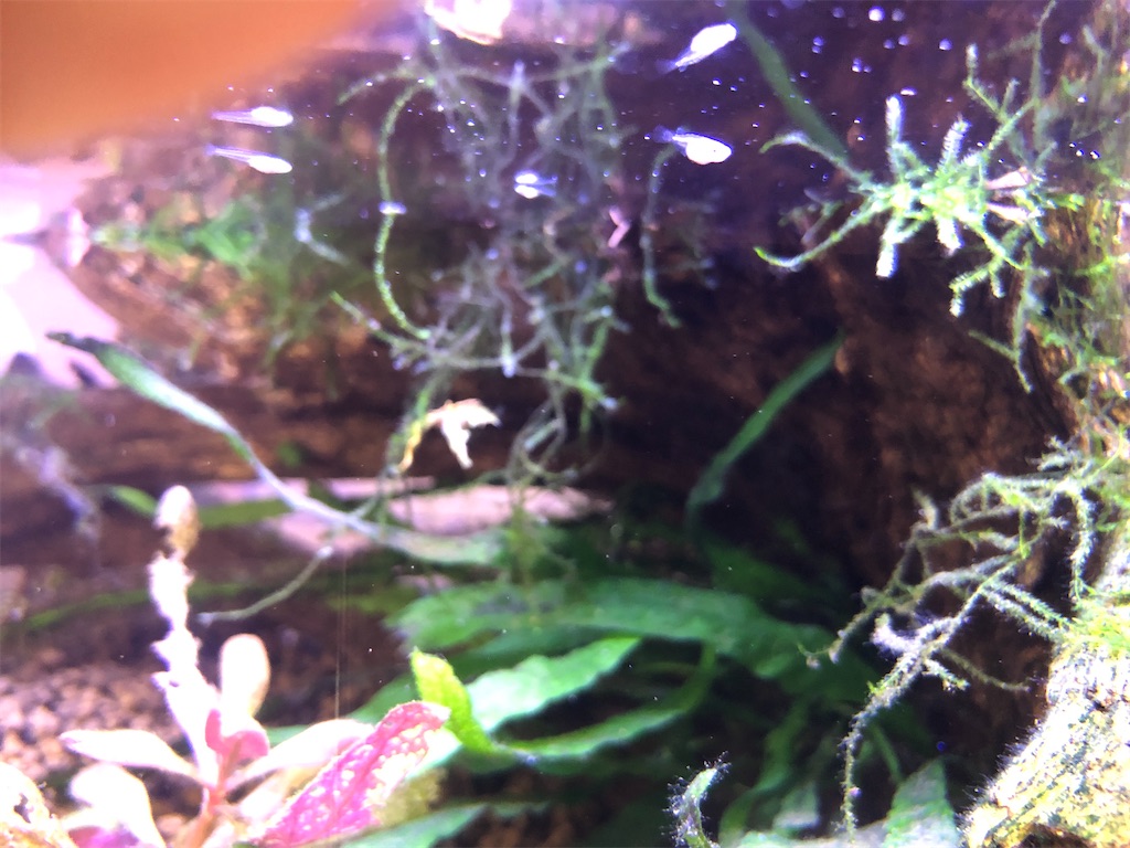 f:id:wazao_souren:20201021130116j:plain f:id:wazao_souren:20201021130116j:plain