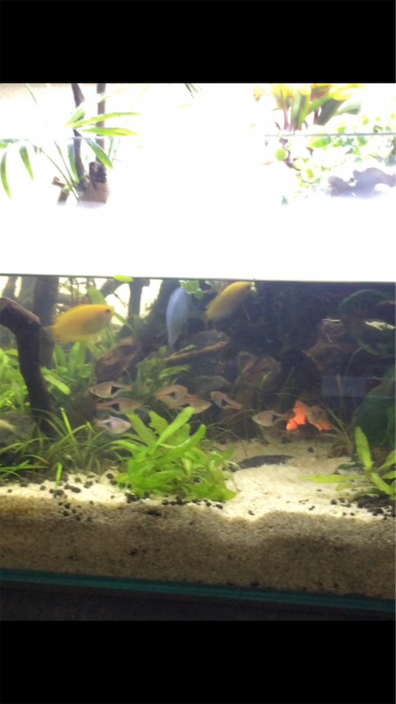 SALE/73%OFF】 熱帯魚 レモン テトラ 6匹 北海道航空便要保温 shipsctc.org SALE/73%OFF】 熱帯魚 レモン テトラ 6匹 北海道航空便要保温 shipsctc.org