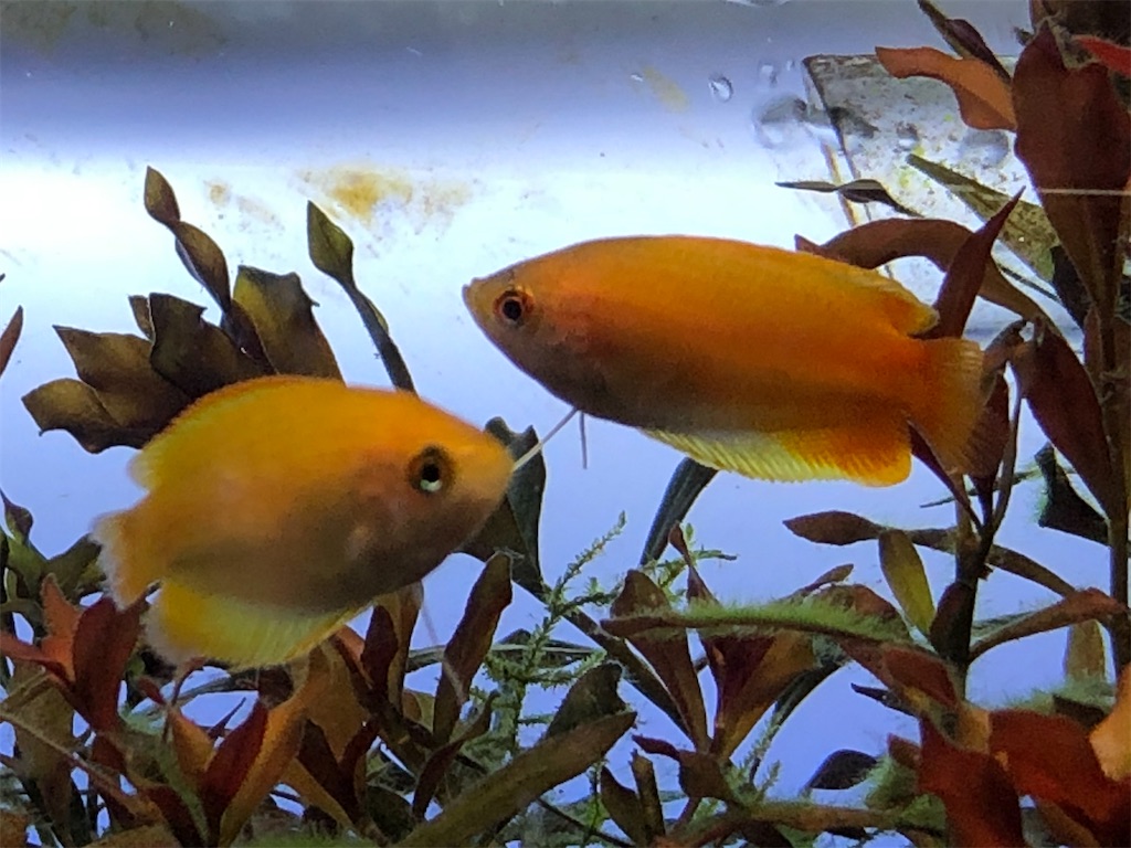 f:id:wazao_souren:20201110202132j:plain