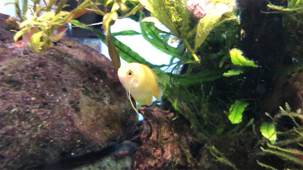 f:id:wazao_souren:20201110202319j:plain