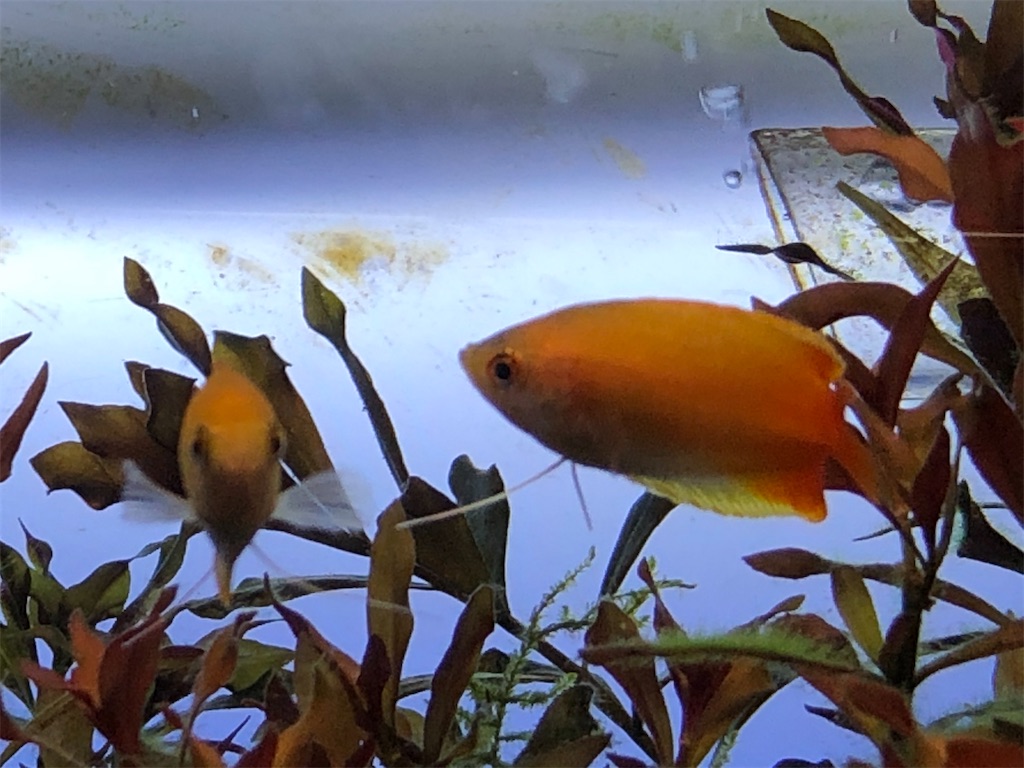 f:id:wazao_souren:20201110202323j:plain