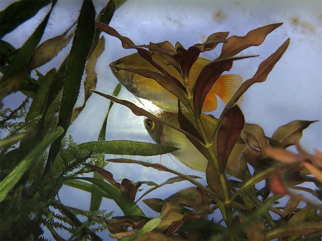 f:id:wazao_souren:20201110202505j:plain