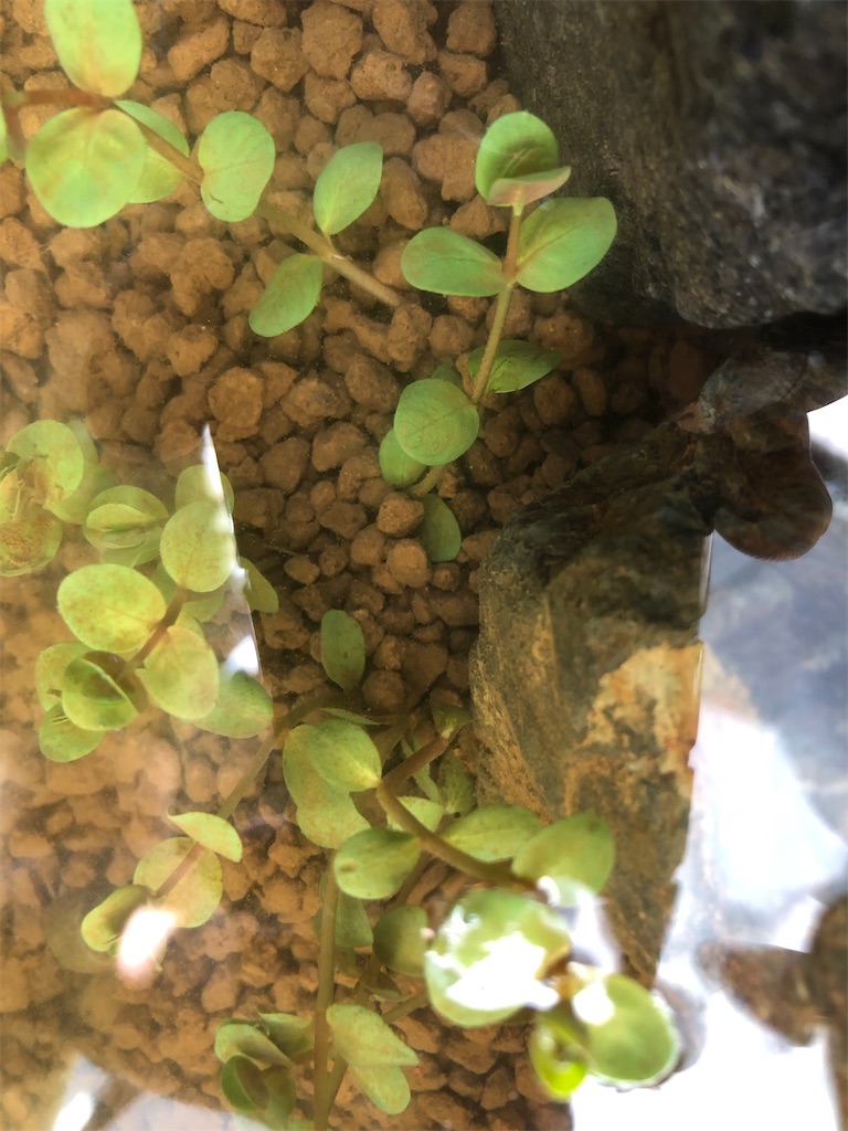 f:id:wazao_souren:20201113181551j:plain