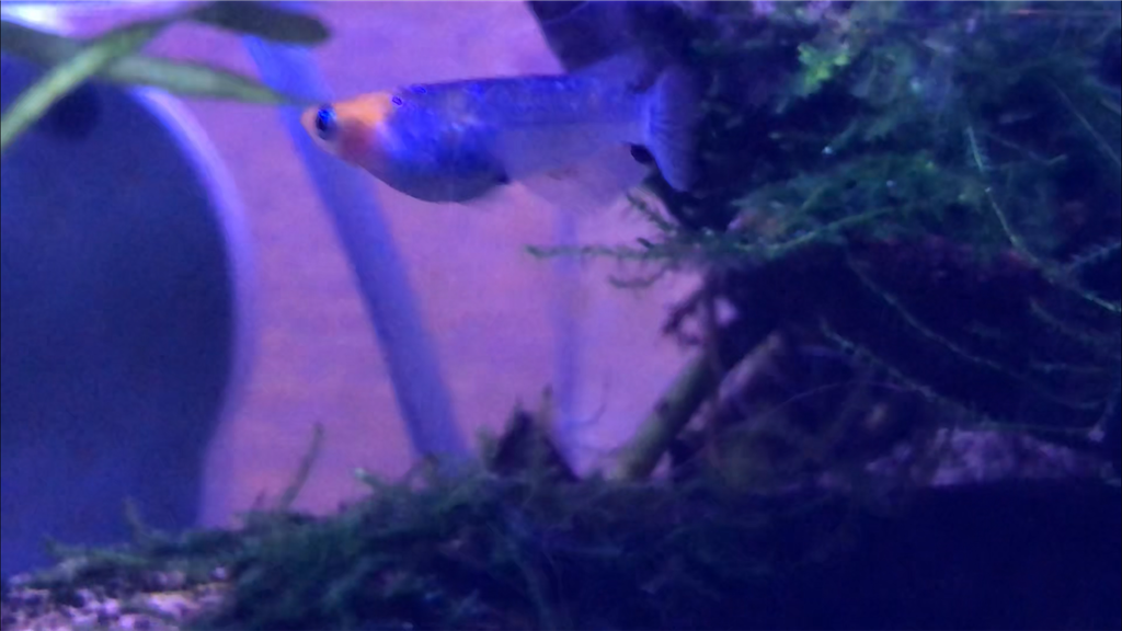 f:id:wazao_souren:20201116201809p:plain