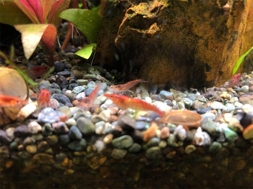 f:id:wazao_souren:20201117062028j:plain