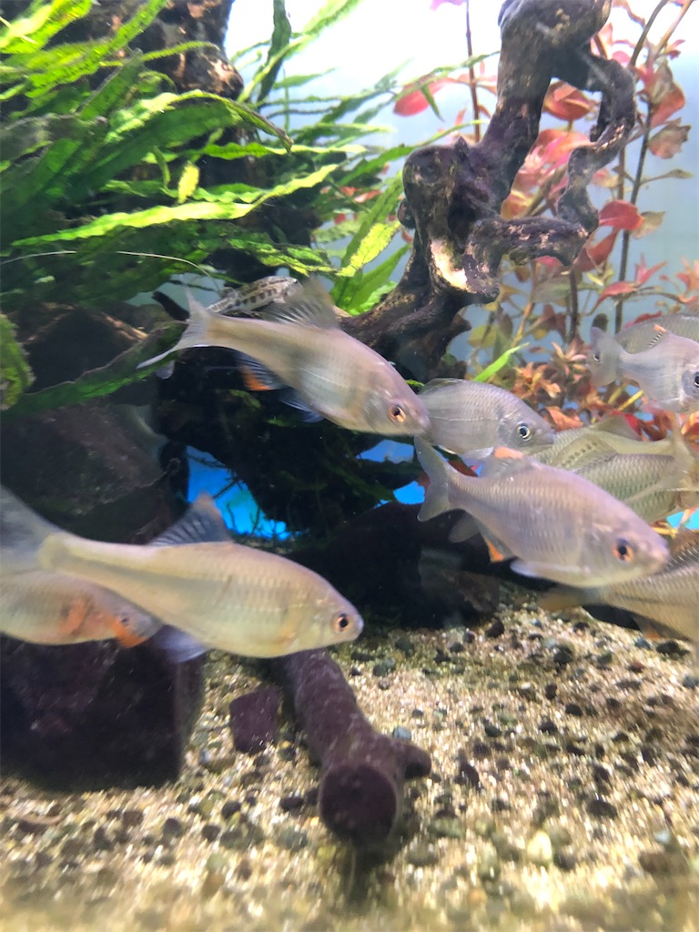 f:id:wazao_souren:20201208211925j:plain