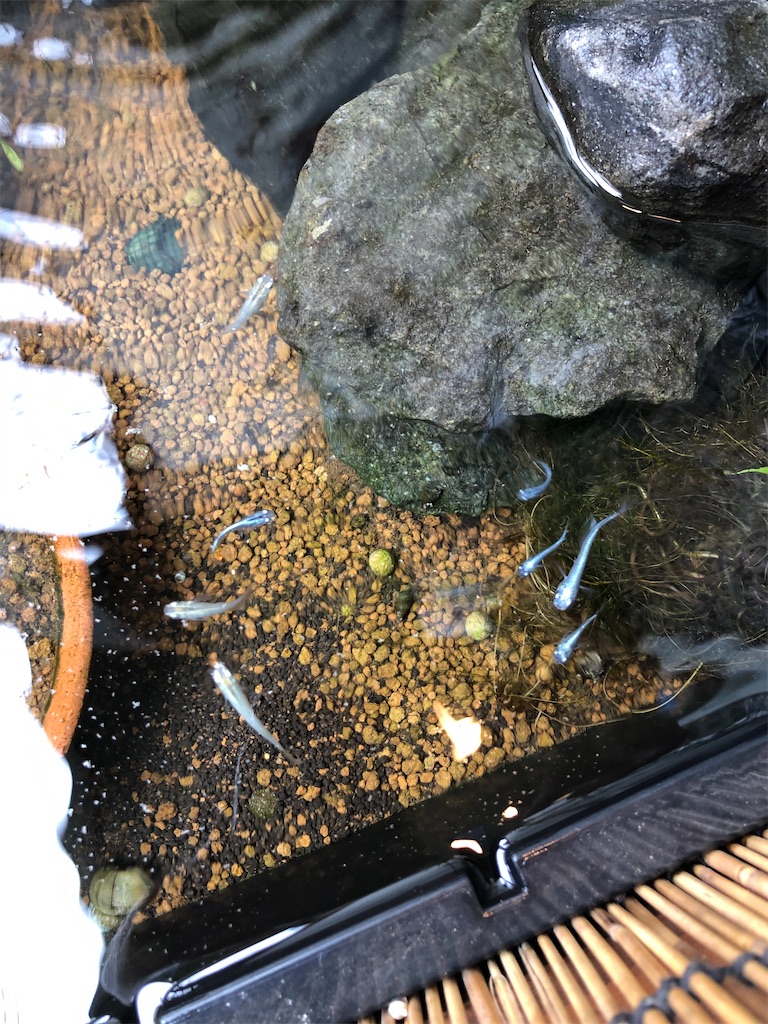 f:id:wazao_souren:20201212213620j:plain