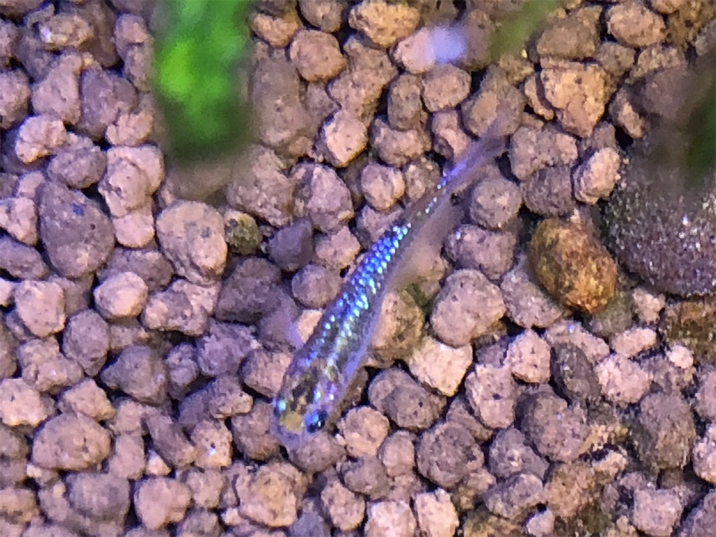 f:id:wazao_souren:20201212222040j:plain