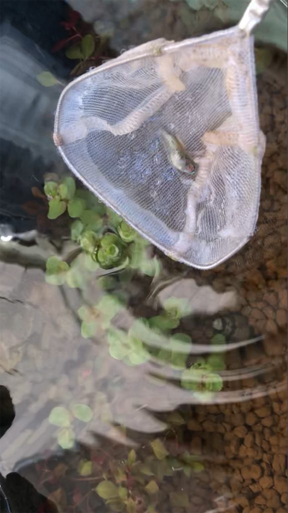 f:id:wazao_souren:20201212222428p:plain