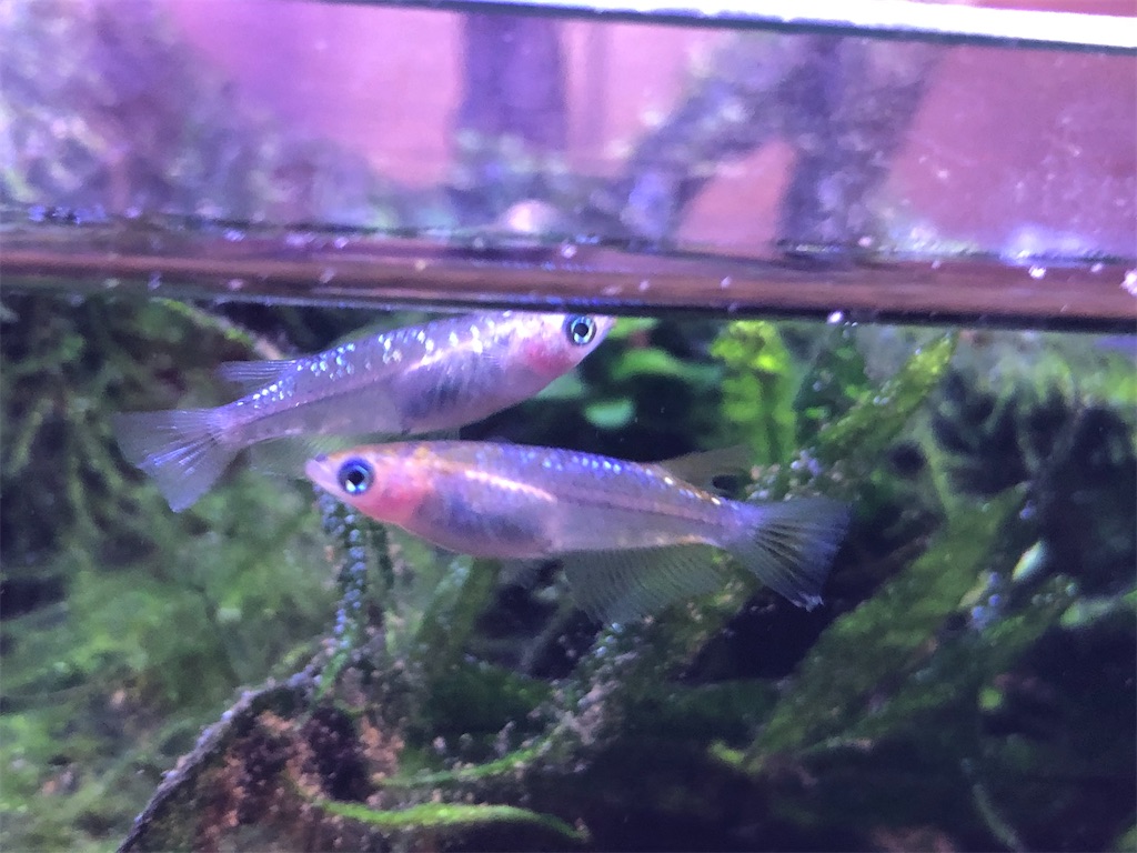 f:id:wazao_souren:20201213012359j:plain