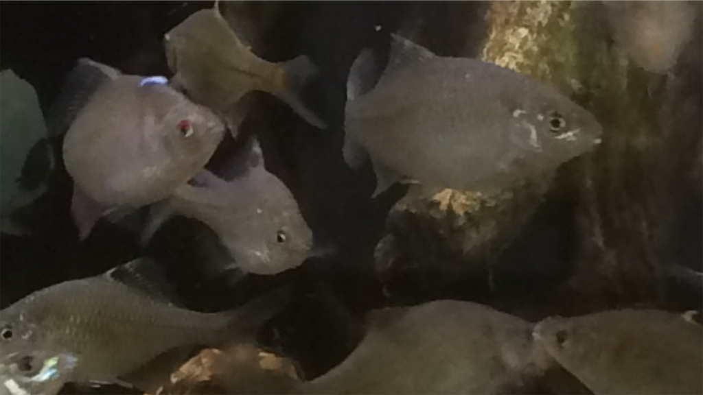 f:id:wazao_souren:20201216214747p:plain