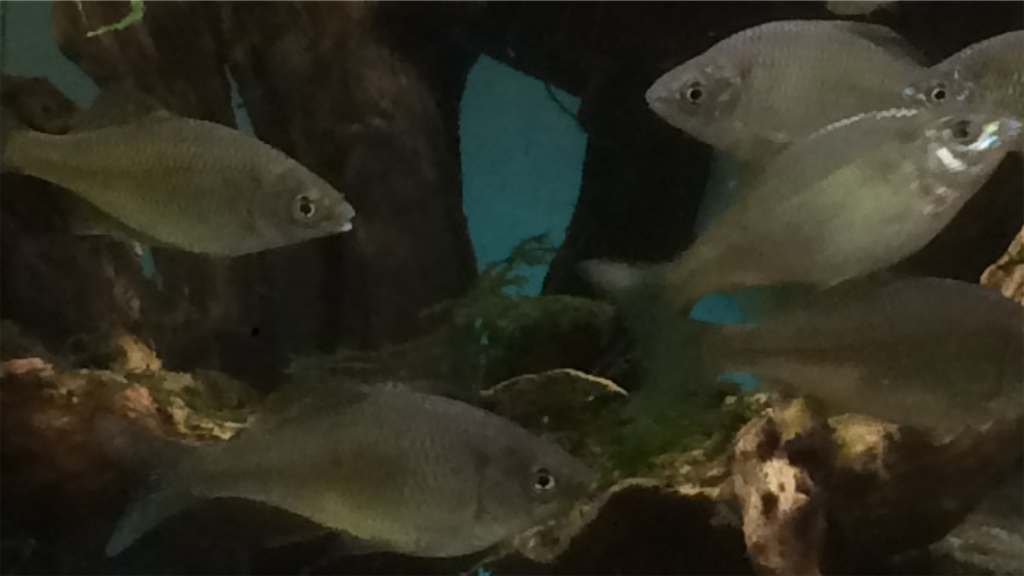 f:id:wazao_souren:20201216214823p:plain