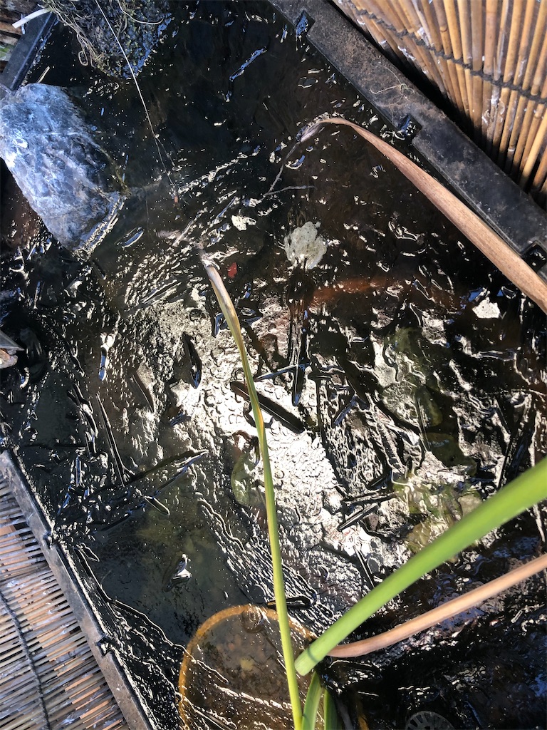 メダカビオトープに氷が張っちゃった 癒される水の世界 アクアリウムやビオトープで日々の癒しの時間を