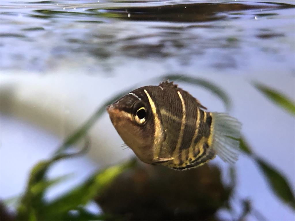 f:id:wazao_souren:20210227182006j:plain