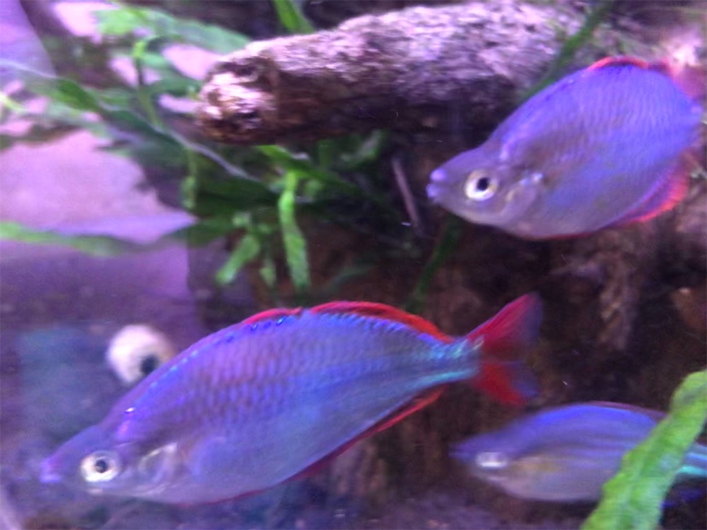 f:id:wazao_souren:20210227182011j:plain