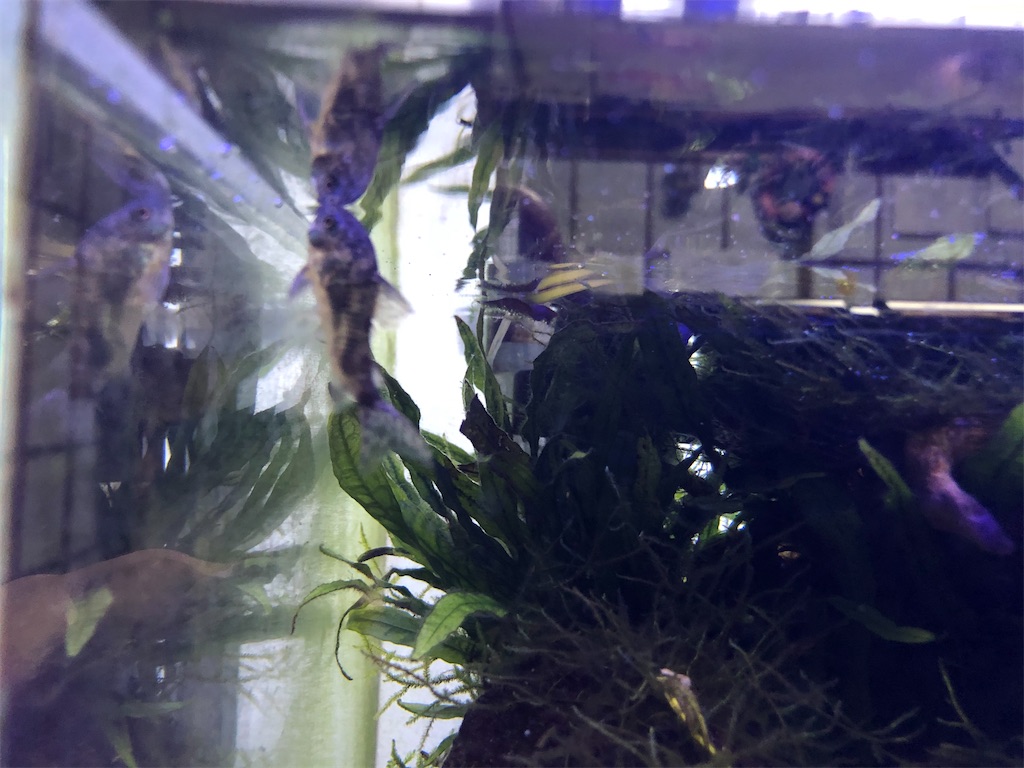 f:id:wazao_souren:20210315213741j:plain