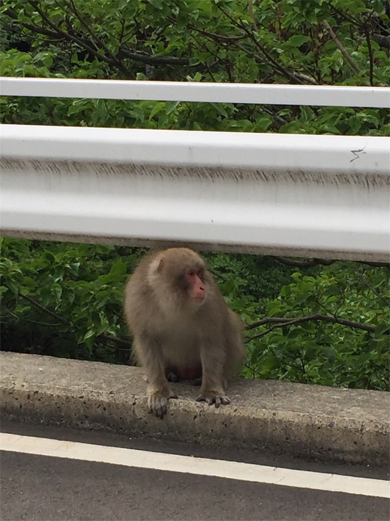 f:id:wazipoyo:20180620175127j:image f:id:wazipoyo:20180620175127j:image