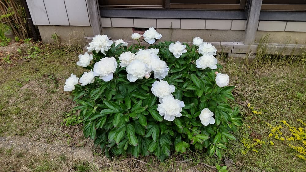 満開を迎えた芍薬(シャクヤク) (2025/05/29) - 気ままなグリーンサムライ