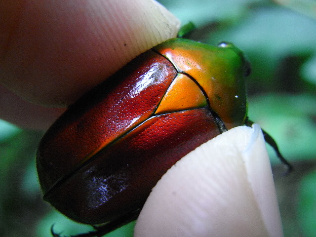 三色アオカナブン - 飛ヶ市博物誌