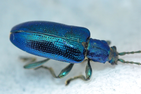 PRISMATIC BUGS - 飛ヶ市博物誌