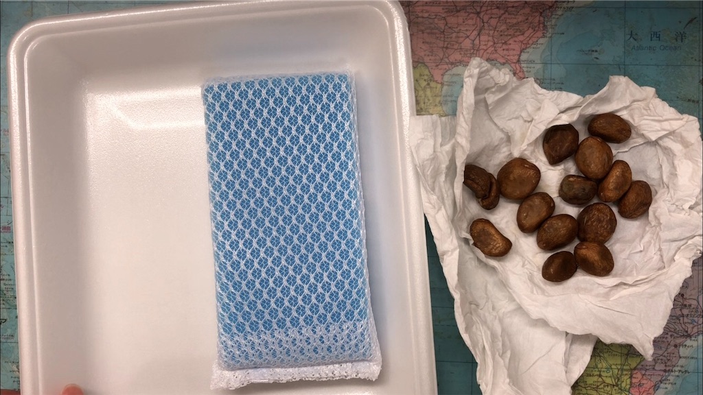 f:id:weaselslap:20210729214046j:image