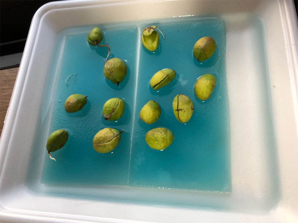 f:id:weaselslap:20210801203609j:image