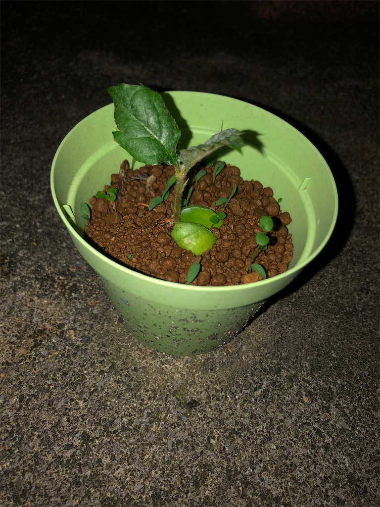 f:id:weaselslap:20210801203758j:image