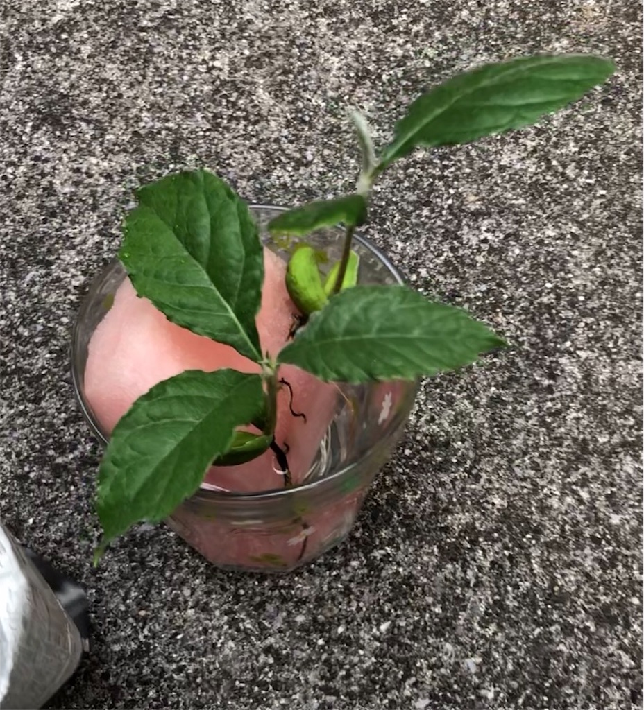 f:id:weaselslap:20210806201658j:image