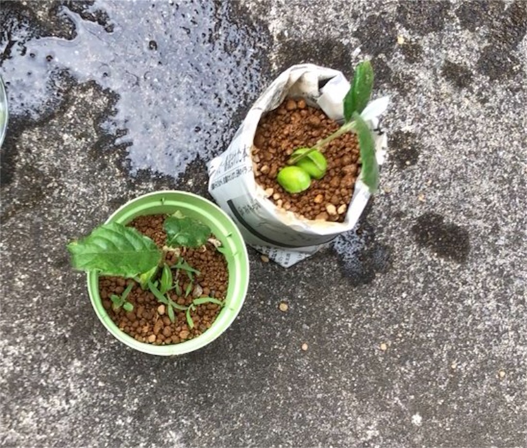 f:id:weaselslap:20210806202201j:image