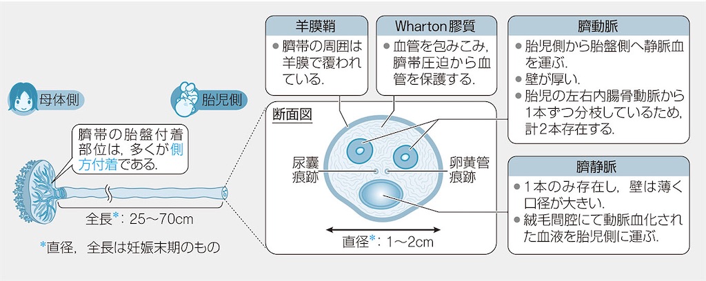 ｑｂ必修まとめ 筋トレドクター