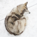 実家で飼ってたハスキー犬を思い出してしまい、ふわぁぁぁ！ってなる