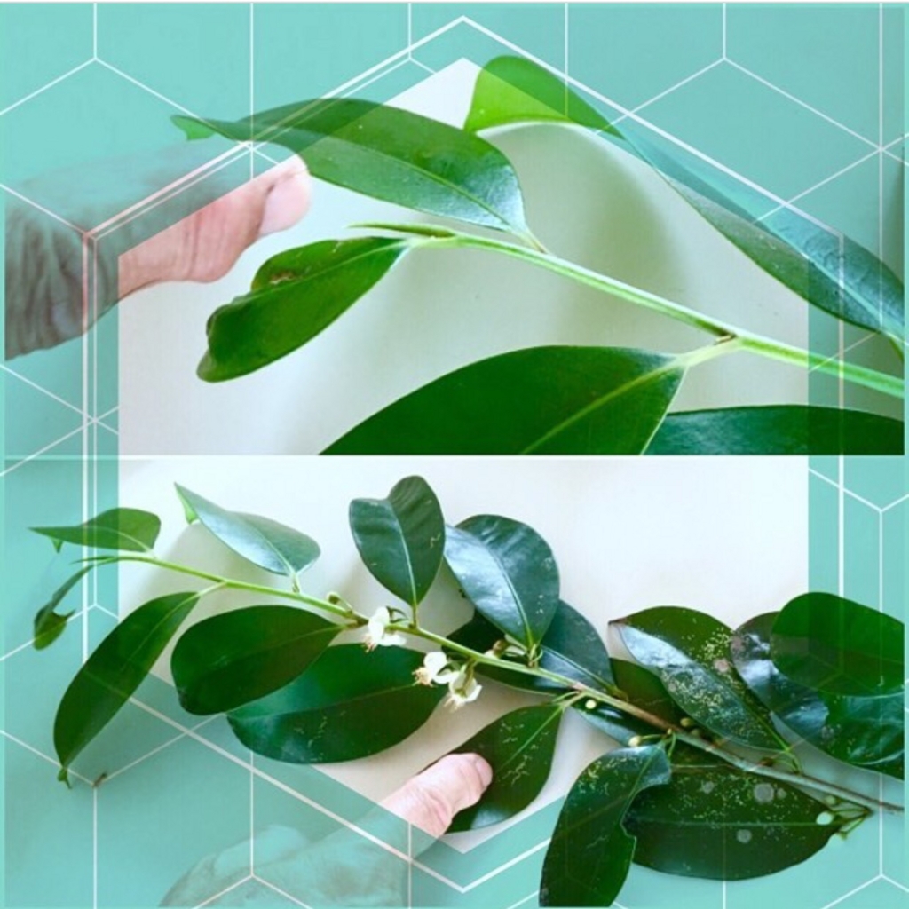 f:id:weed_7777:20161224192555j:plain