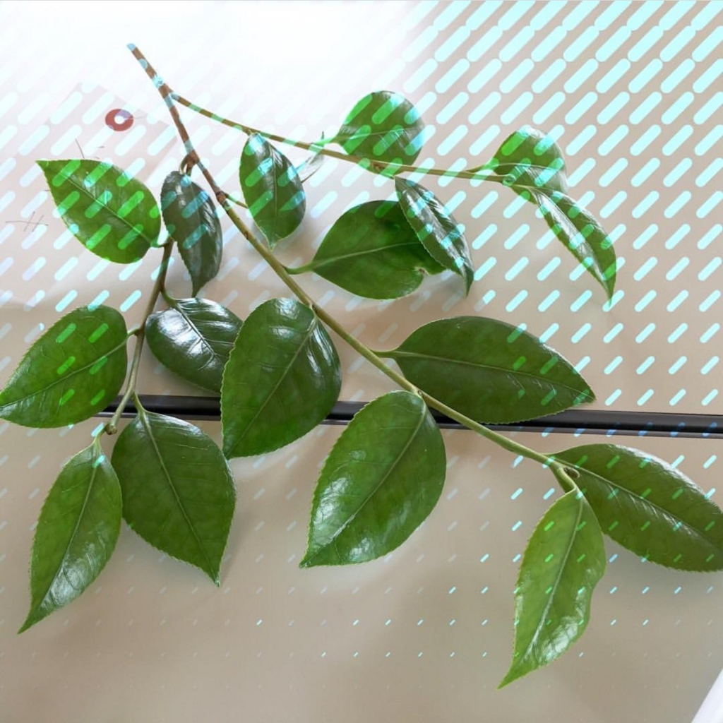 f:id:weed_7777:20161224192604j:plain