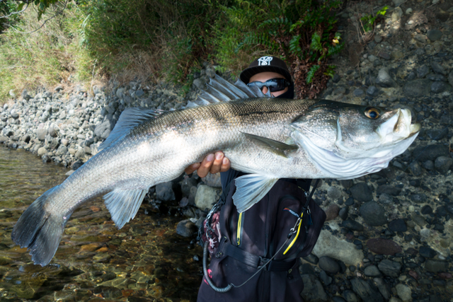 人気沸騰ブラドン ワールドシャウラ 2751 フィッシング Www Thjodfelagid Is