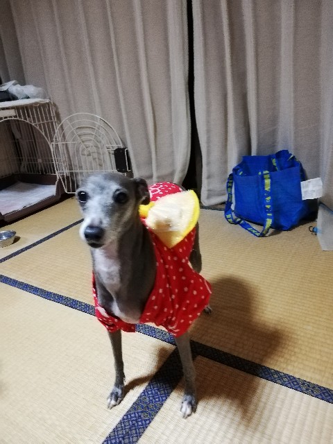 f:id:weekendjogger:20200819093744j:image
