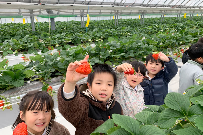 富山県南砺市にあるいちご狩りスポットの遊花園